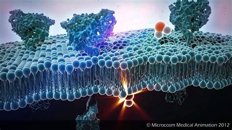 Cell Membrane Cartoon ~ Animation Medical 3d Cell Membrane Receptors | Lentrisinc