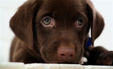 Puppies Are Beautiful: Choco Lab Puppies