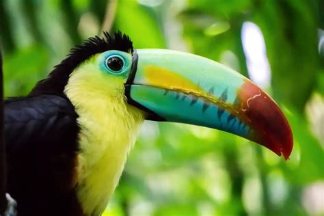 Why Do Toucans Have A Big Beak? Interesting Toucan Beak Facts: