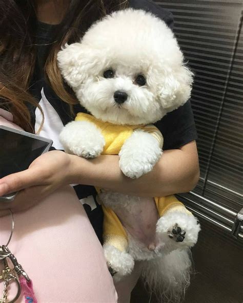 Photos Of Fluffy Bichon Frises That Look Like Little Floating Clouds ...