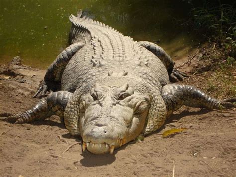 The World's Largest Reptile