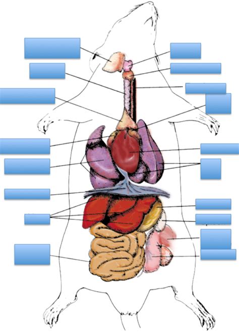 Rat Internal Anatomy Diagram