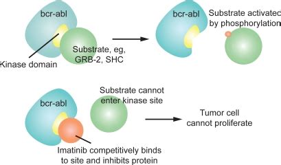 Mechanism of action of imatinib (source: http:\\wikipedia/imatnib ...