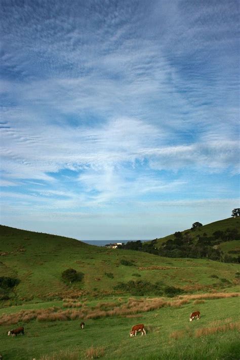 Dairy farming in New Zealand - Alchetron, the free social encyclopedia