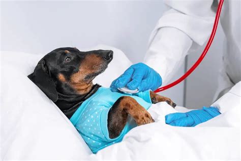 10 Common Dachshund Health Problems to Look out For – Dachshund Journal