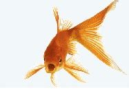 Goldfish care