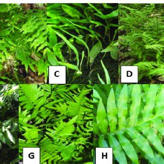 (PDF) Composition and Diversity Variation of Ferns (Pteridophyta) at Barangay San Rafael ...