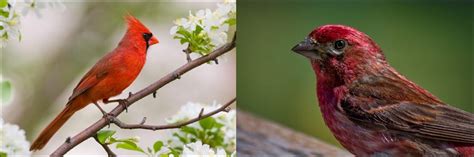 8 Types of Red Birds Found In Alaska! (ID GUIDE) - Bird Watching HQ