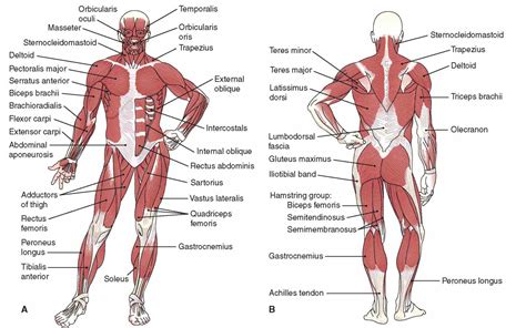 Musculoskeletal System Structure | MedicineBTG.com