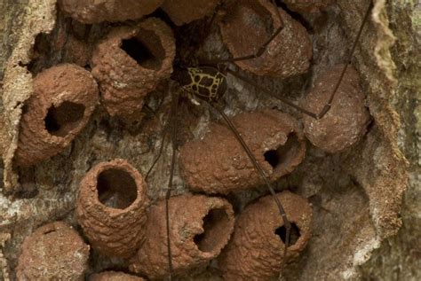 Mud Dauber Wasp Nests | Wasp nest, Ants, Termites
