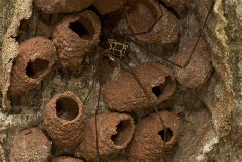 Mud Dauber Wasp Nests | Wasp nest, Ants, Termites