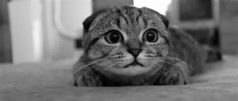 Scaredy Cat Pictures, Photos, and Images for Facebook, Tumblr, Pinterest, and Twitter