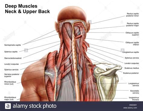 Striated Shoulder/Neck Muscles In Humans - If you know where muscles attach and how they ...