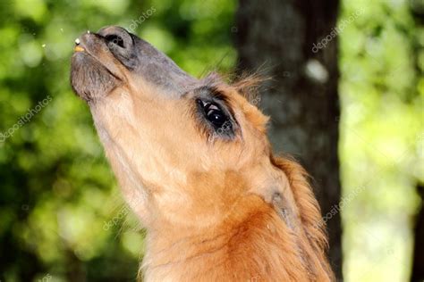 Spitting llama Stock Photo by ©taviphoto 12270677