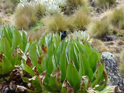 Unique plants at Mount Kenya | kathrynbullock | Flickr