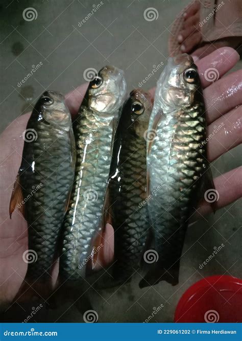 Freshwater Fish Caught in the River Stock Photo - Image of crappie ...