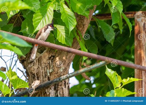 A Red-whiskered Bulbul Bird is Singing Stock Image - Image of passerine, asia: 114492297