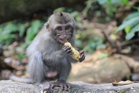 Photograph Baby monkey eating banana by Olivier Bierlaire on 500px