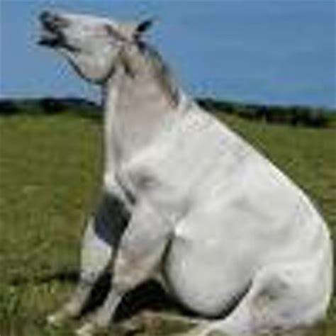 Old Horse Fat (@oldhorsefat) | Twitter