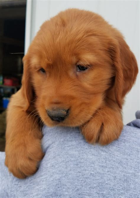 Golden Retriever Puppies For Sale | Waynesfield, OH #270542