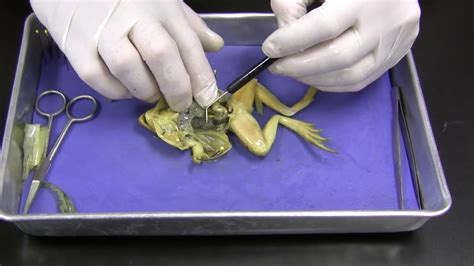 Frog Dissection - YouTube