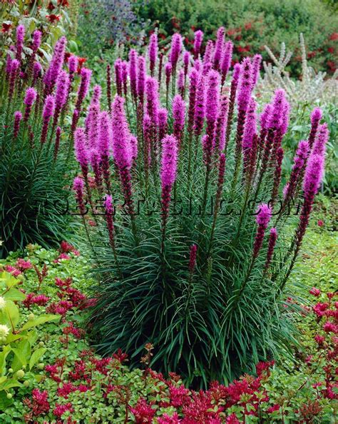 Floristan Violet | Blazing star, Colorful landscaping, Plants