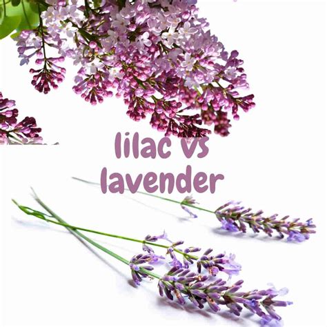 Color Lilac Vs Lavender