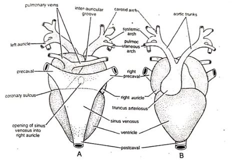 Blood Circulatory System of Frog | Diagram - Swarborno