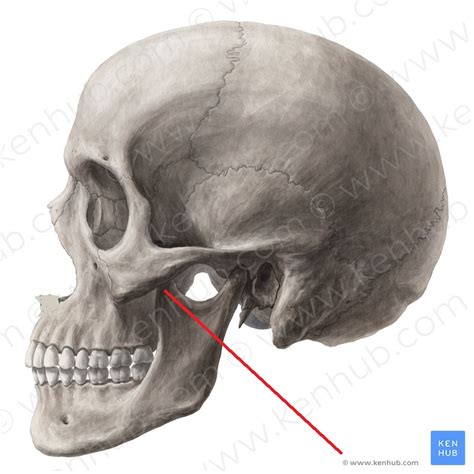 Level 41 - 31 - 37 - Anatomy Sections #Asu - Memrise