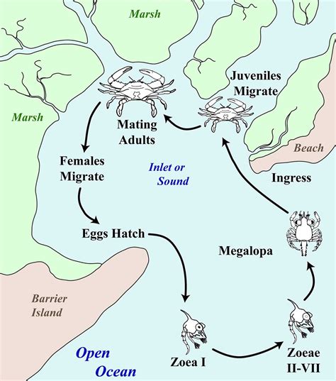 Coconut Crab Life Cycle