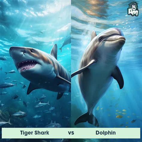 Tiger Shark: Predator-Prey Interactions, Fights, and Aggressive ...