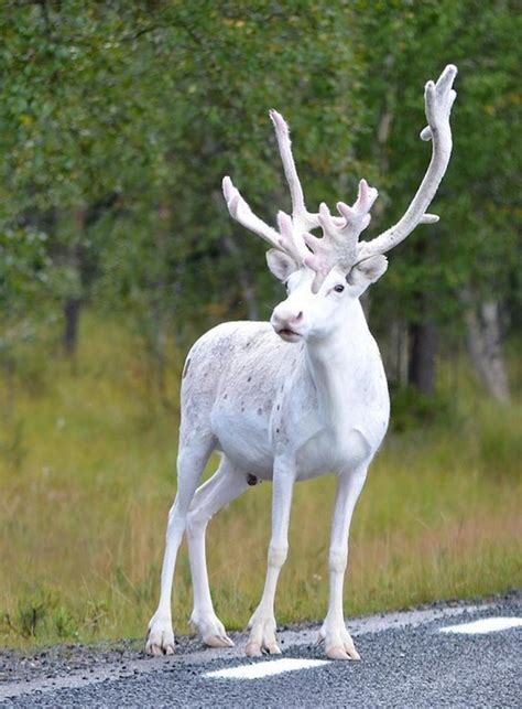 Enchantingly Rare All-White Reindeer Spotted on the Side of a Road in Sweden