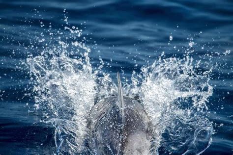 Dolphin Splash Stock Photos, Images and Backgrounds for Free Download