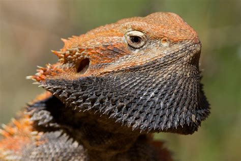 Reptile of the week: a cranky Central Bearded Dragon - The Northern Myth