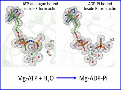 Group led by Nagoya University and Hiroshima University identify structures and mechanisms of ...