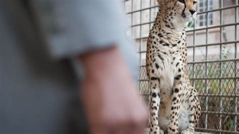 Yemen: Arabia’s wildlife supermarket | Gallery | Al Jazeera