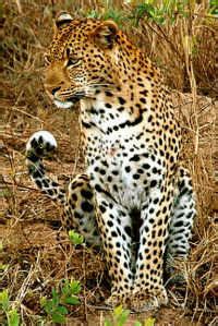 Leopard-tiger Hybrids - Mammalian Hybrids