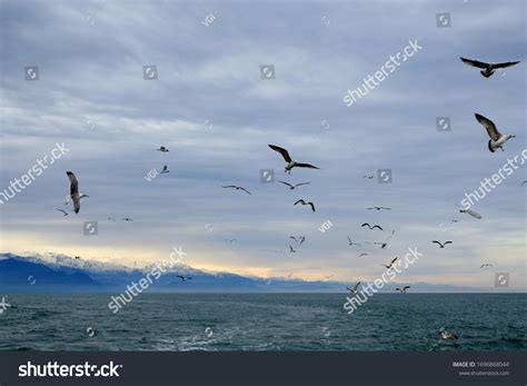 Different Types Seagulls Sky Birds Fly Stock Photo 1696868044 | Shutterstock