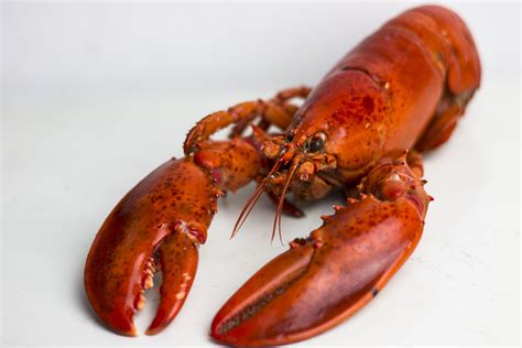 2.5 lbs. Fresh Live Maine Lobster | Lobster Trap: Live Lobster Online