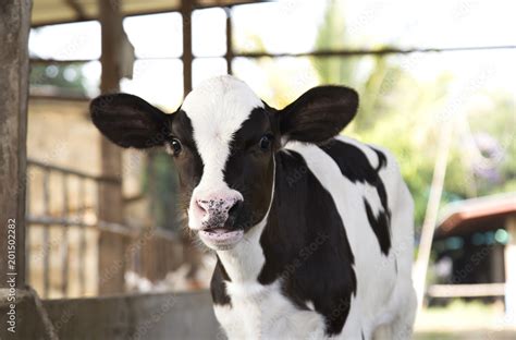 young black and white calf at dairy farm. Newborn baby cow Stock Photo ...