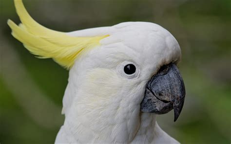 Download wallpapers white parrot, White cockatoo, white bird, tropical ...