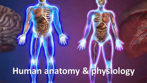 Human Anatomy And Physiology Course Online By Dr James Ross - YouTube