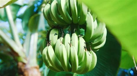 Green banana bunches hanging from tree i... | Stock Video | Pond5