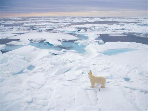 Polar Bear, Svalbard, Norway | WallpaperGeeks.com