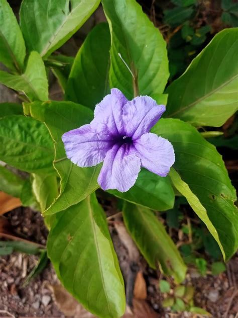 Ruellia Tuberosa is a Beautiful Bright Purple Stock Photo - Image of purple, tuberosa: 254815530