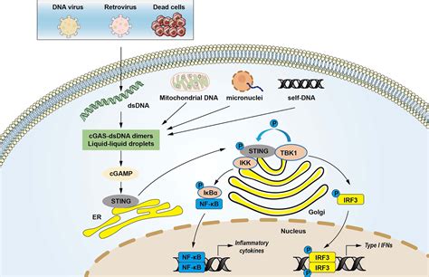 Frontiers | The cGAS-STING Pathway: Novel Perspectives in Liver Diseases