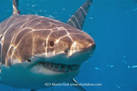 Great White Shark Migration | Shark Diver