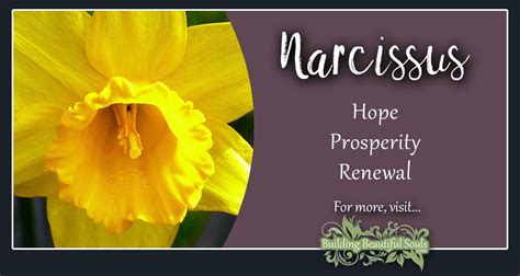 Narcissus Meaning & Symbolism | Flower Meanings