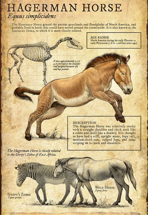 The Hagerman horse (Equus simplicidens), also called the American zebra, roamed North American ...