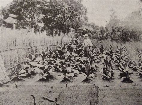 An Environmental History of Tobacco Pests and Diseases in Southern Rhodesia, 1893–1940 ...